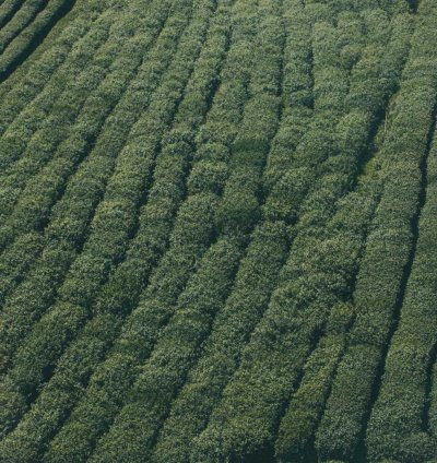 Land for Sale - 4.00 Acres in North East Region