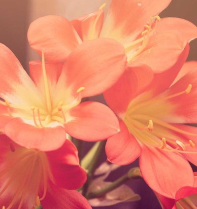 Land for Sale - 4.90 Acres in Bono Region