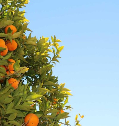 Construction Cost Estimate (Template)