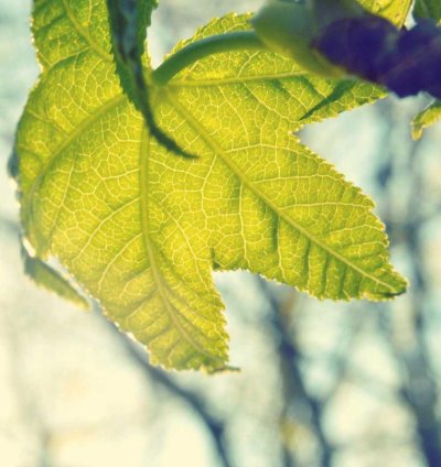 Construction Cost Estimate