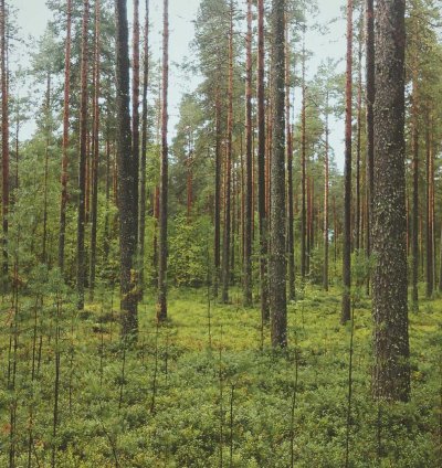 Land for Sale - 2.96 Acres in Northern Region